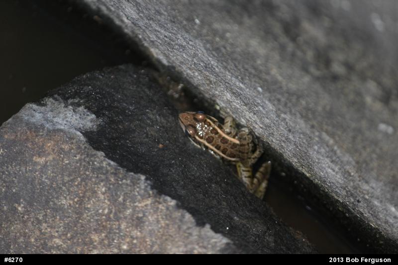 Pickerel Frog