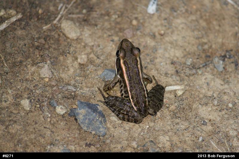 Pickerel Frog