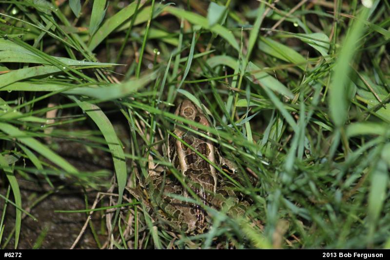 Pickerel Frog