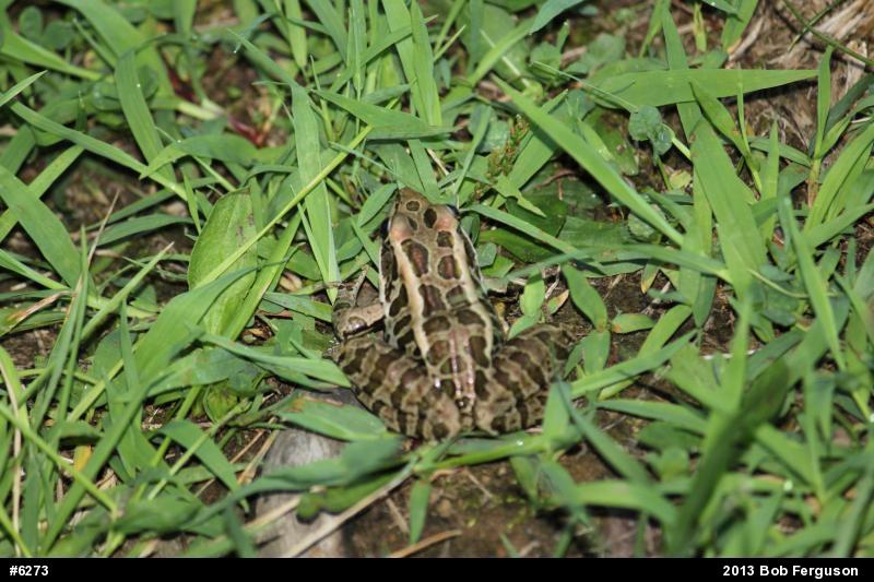 Pickerel Frog