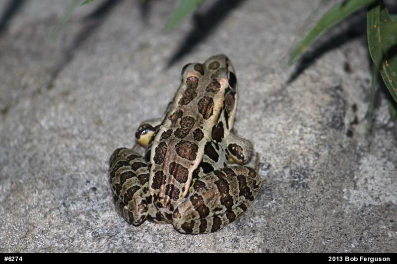 Pickerel Frog