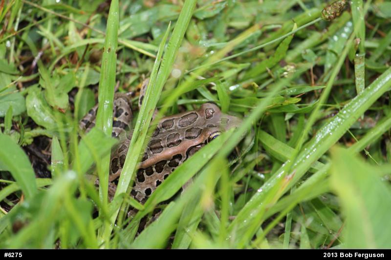 Pickerel Frog