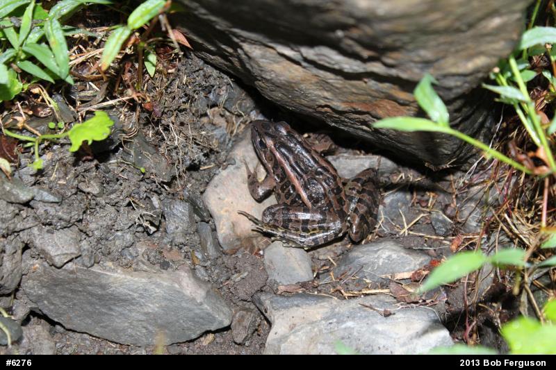 Pickerel Frog
