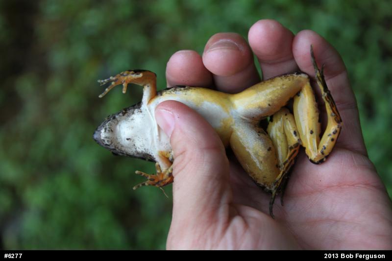 Pickerel Frog