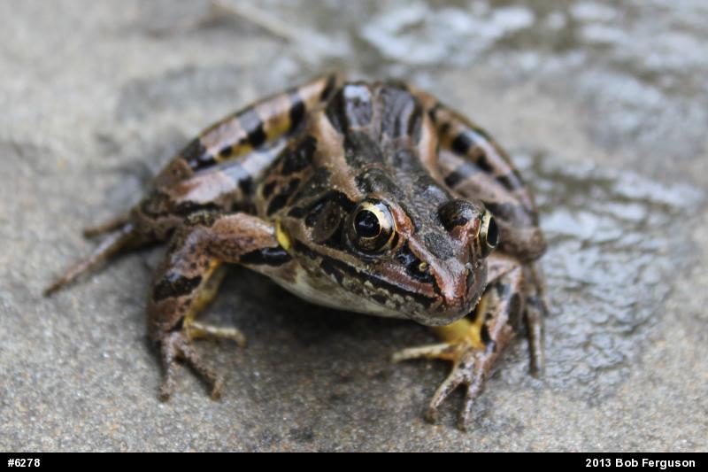 Pickerel Frog