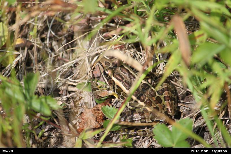 Pickerel Frog