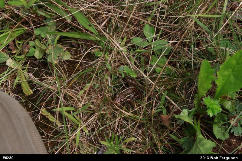 Pickerel Frog