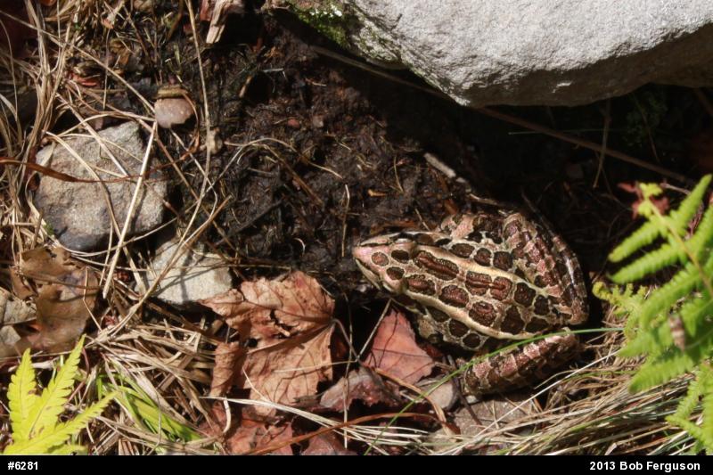 Pickerel Frog