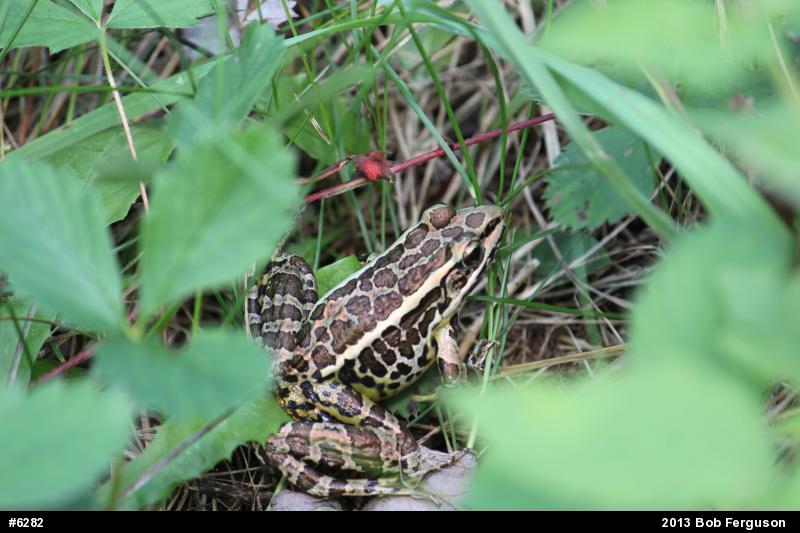 Pickerel Frog