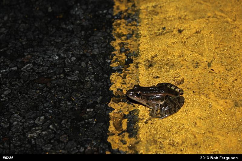 Pickerel Frog
