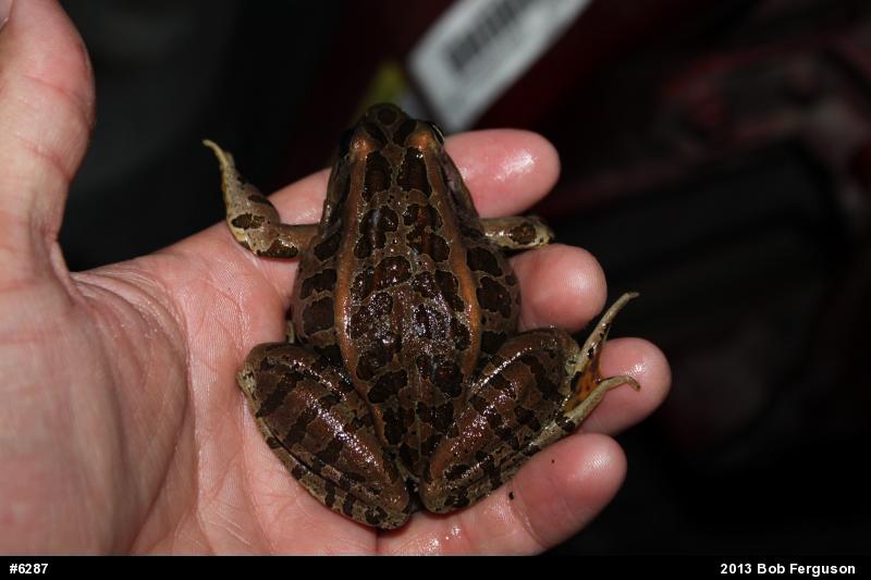 Pickerel Frog