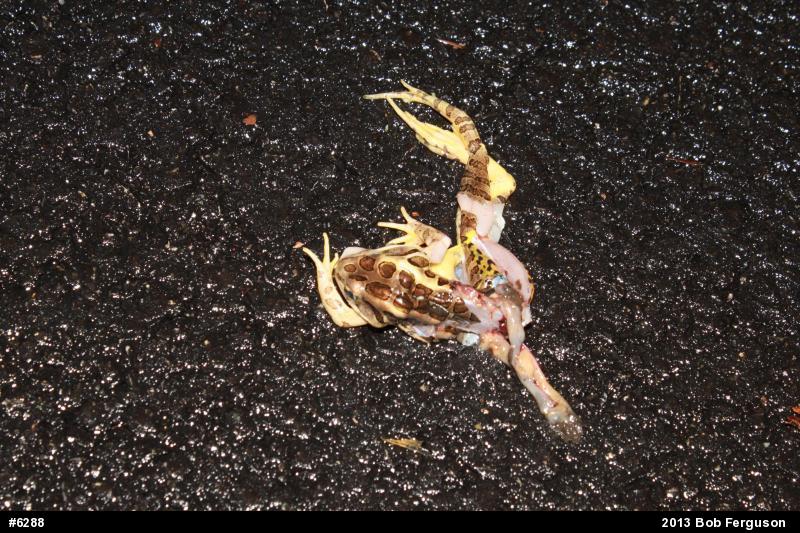 Pickerel Frog