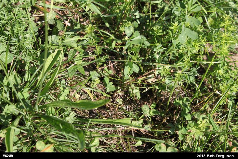 Pickerel Frog