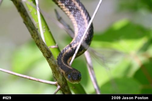 Eastern Gartersnake