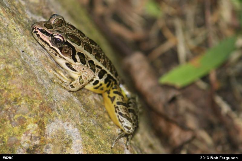 Pickerel Frog