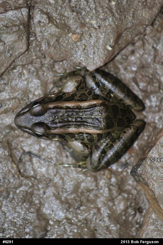 Pickerel Frog