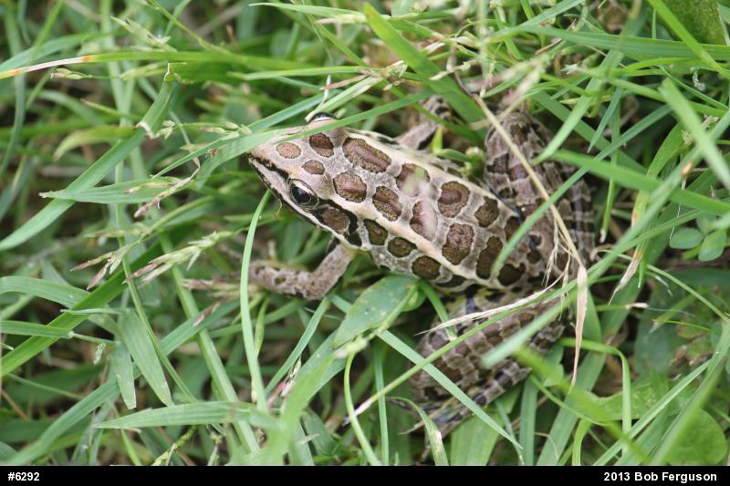 Pickerel Frog