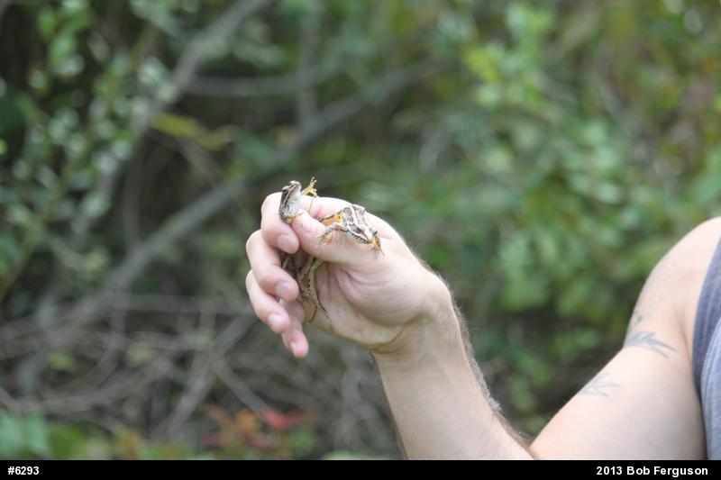 Pickerel Frog