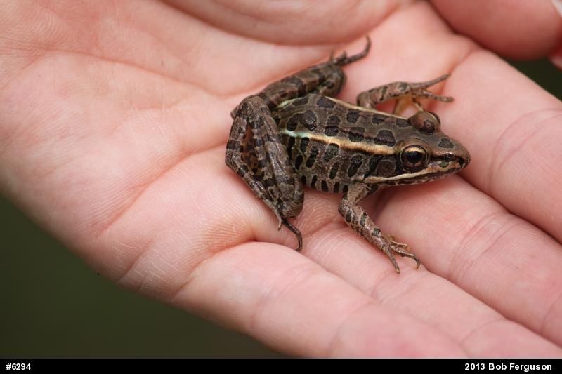 Pickerel Frog