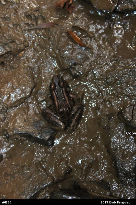 Pickerel Frog