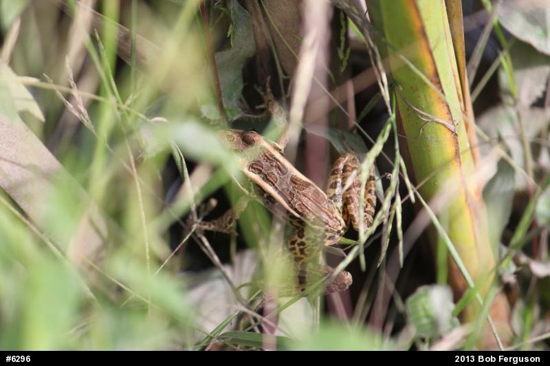 Pickerel Frog
