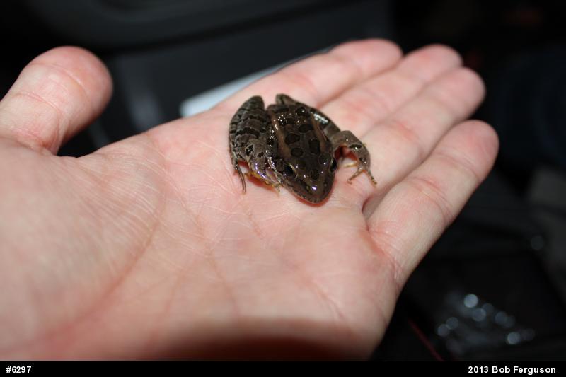 Pickerel Frog