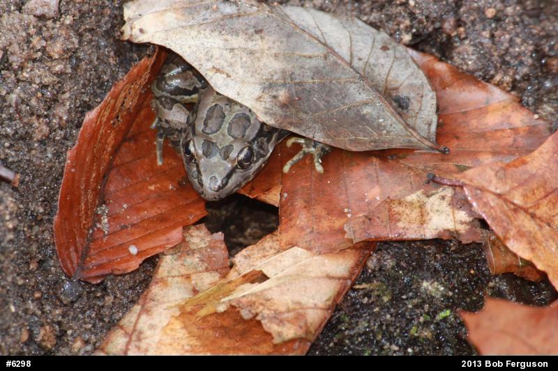 Pickerel Frog