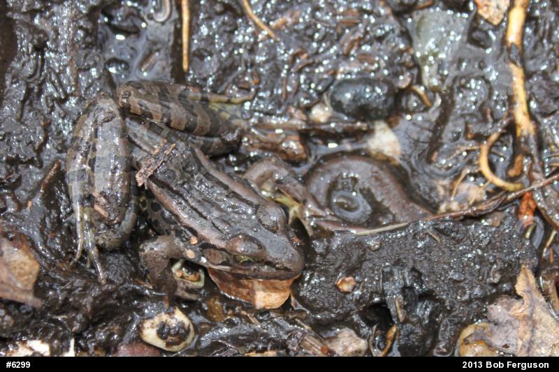 Pickerel Frog