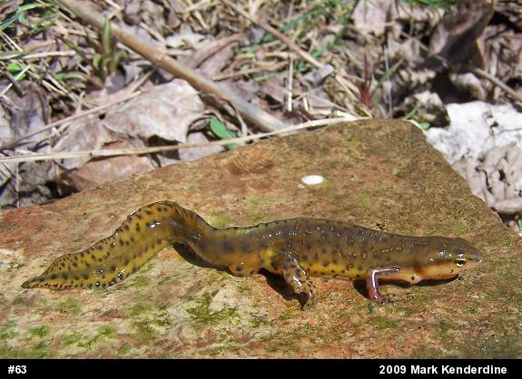 Red-spotted Newt