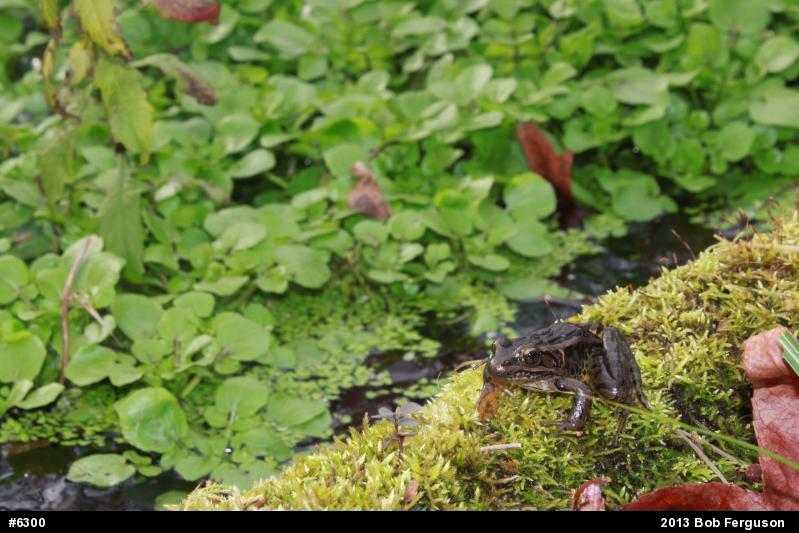 Pickerel Frog