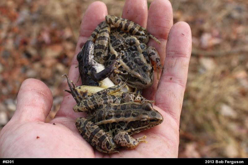 Pickerel Frog