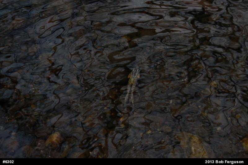 Pickerel Frog