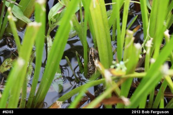Pickerel Frog