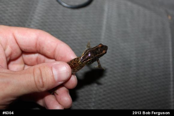 Pickerel Frog