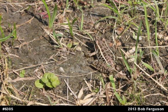Pickerel Frog