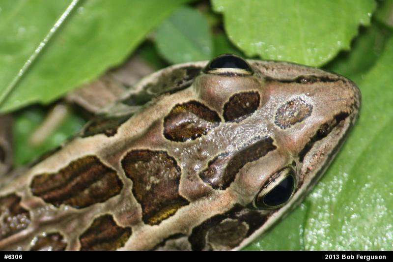 Pickerel Frog