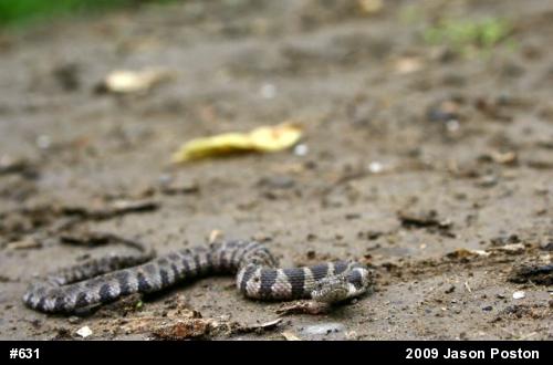 Northern Watersnake