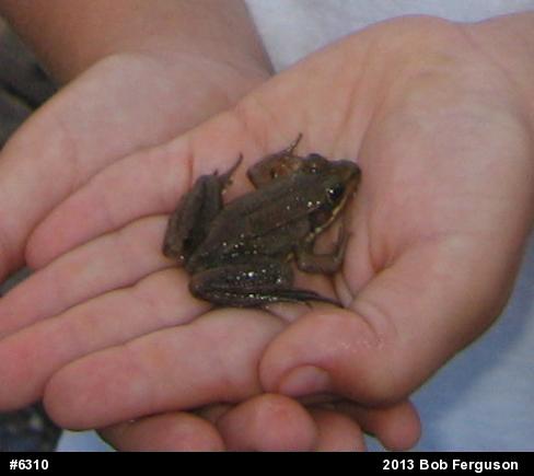 Wood Frog