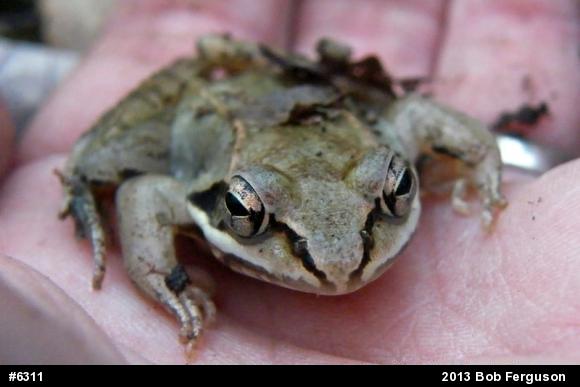 Wood Frog