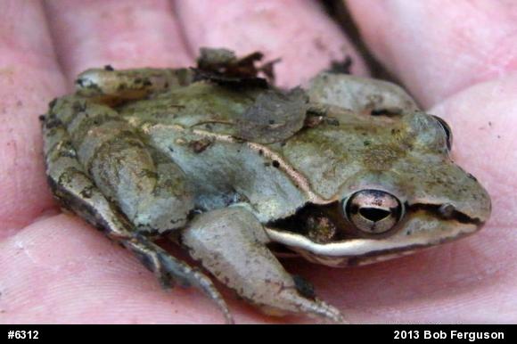 Wood Frog