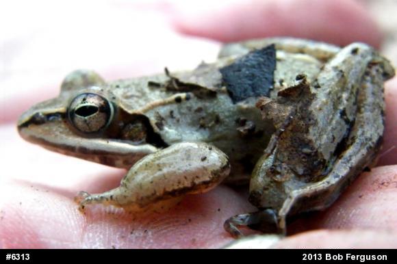 Wood Frog