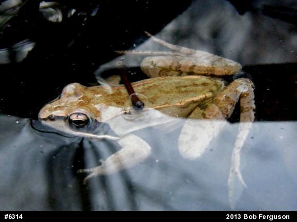 Wood Frog