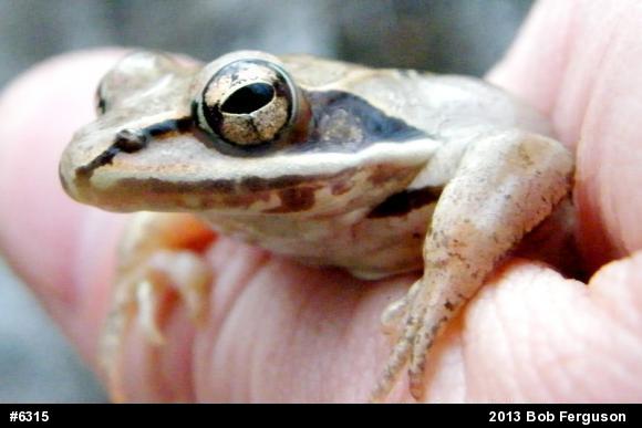 Wood Frog