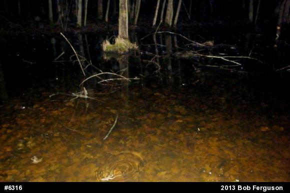 Wood Frog