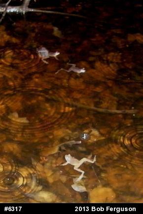 Wood Frog