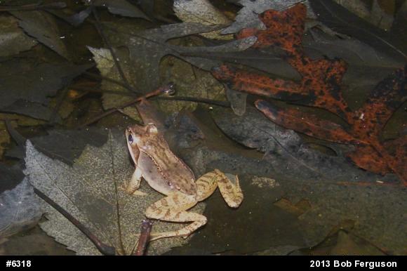 Wood Frog