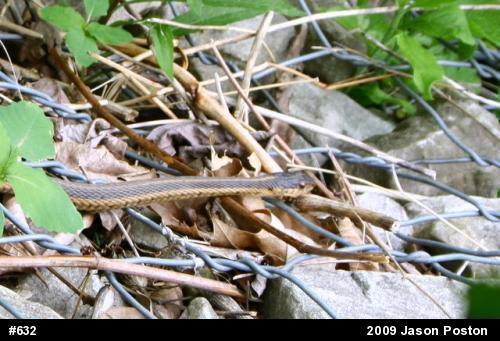 Eastern Gartersnake