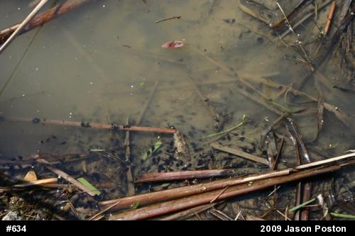 Eastern American Toad