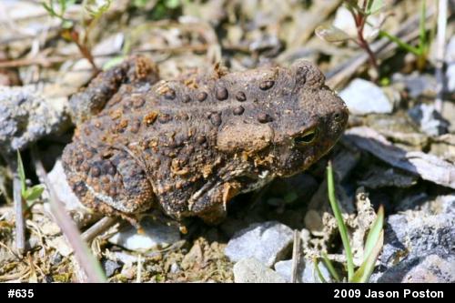 Eastern American Toad