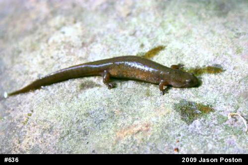 Northern Dusky Salamander